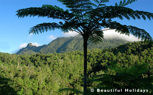 rain forest view on a south pacific holiday