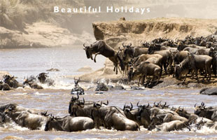beautiful safari holiday holidays