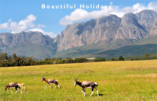 south african safari picture showing the scenery