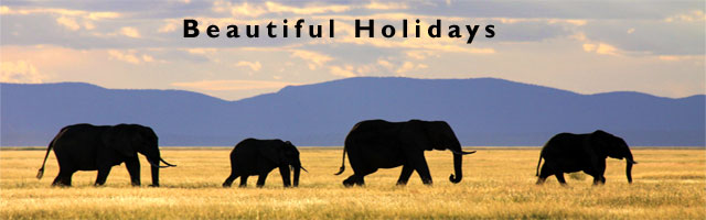 south african safari holiday and accommodation guide