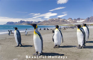 typical scenery of falkland islands